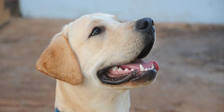 La dentition de la mâchoire d'un chien