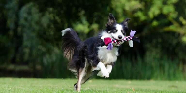 Un chien qui coure avec un jouet dans la mâchoire