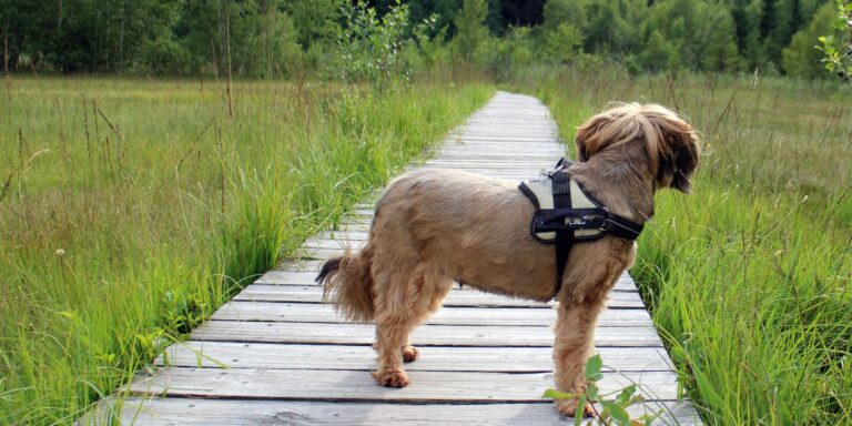 Un chien sur un chemin en bois