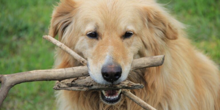 Chien avec branches dans la mâchoire