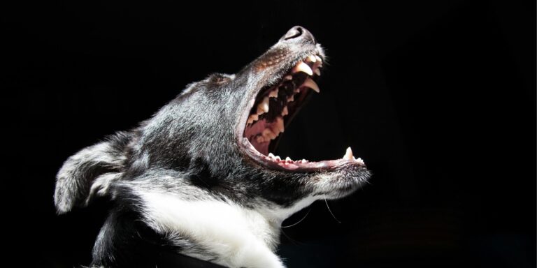 Chien qui aboie