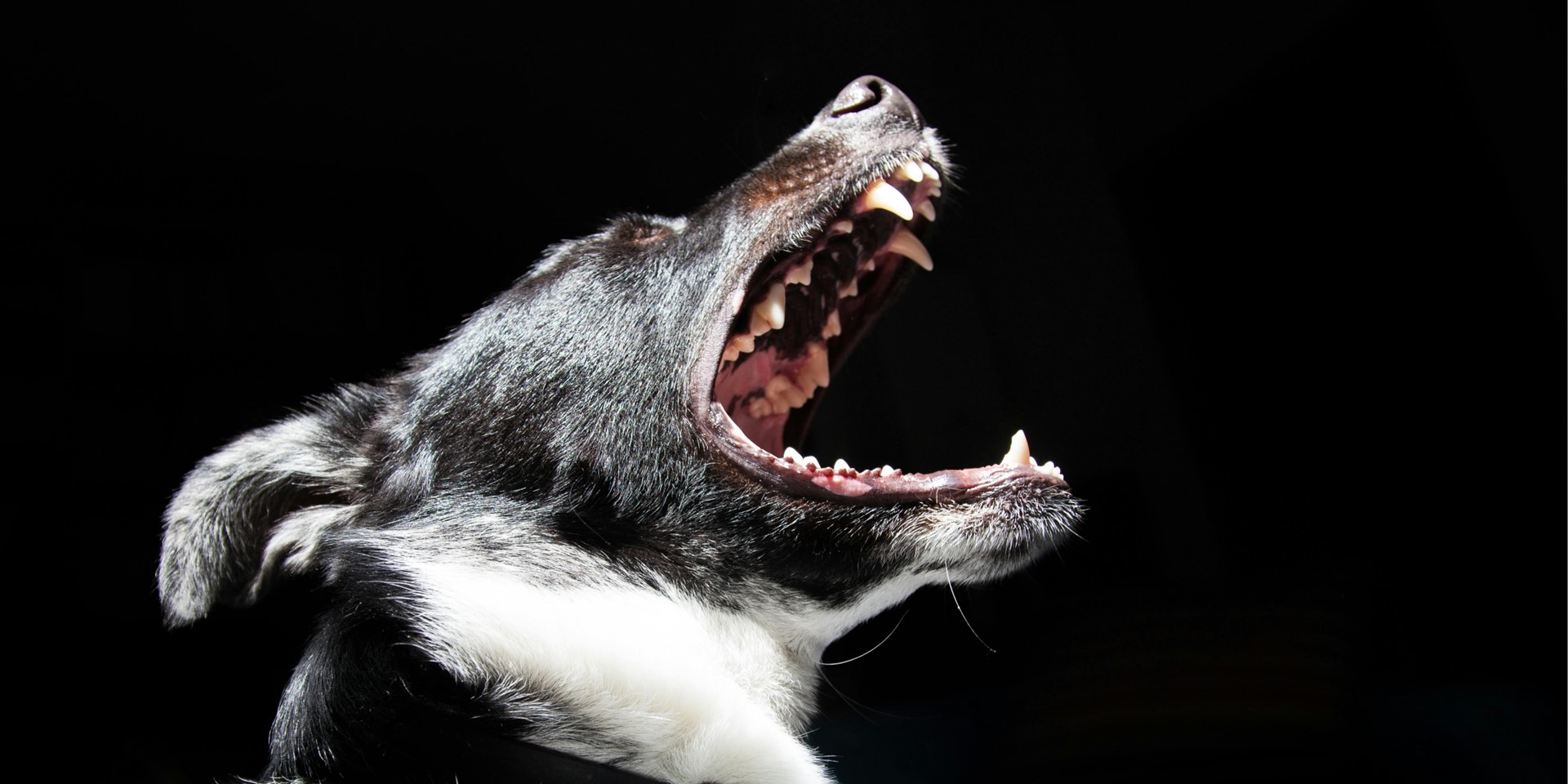 Chien qui aboie